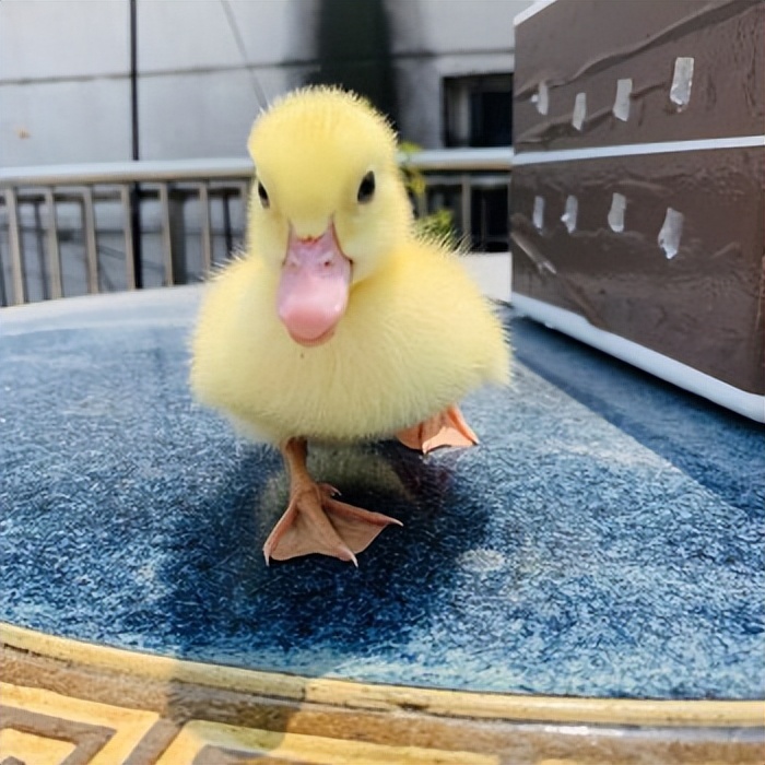 What is a Cole Duck?How much is a Cole Duck?Why is it so expensive?Are