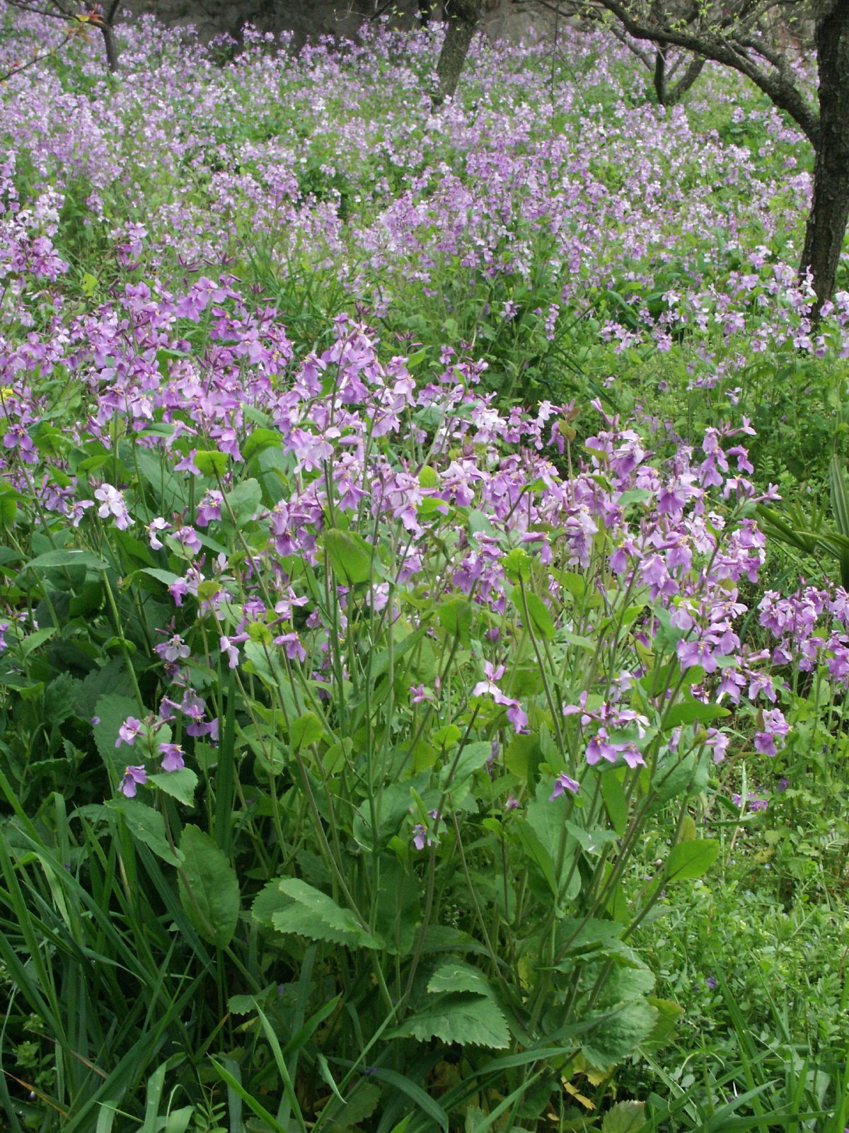 二月兰 优良的早春观花植物 花期长 花朵繁茂 资讯咖 二月兰 优良的早春观花植物 花期长 花朵繁茂 资讯咖