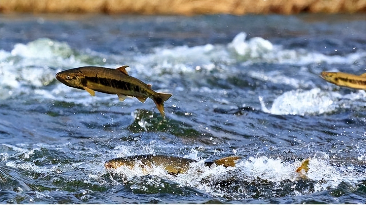 The Yellow River rushes fish into the sea every day. Most of the ...