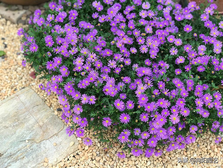 It is difficult to grow flowers indoors. The more flowers are blooming