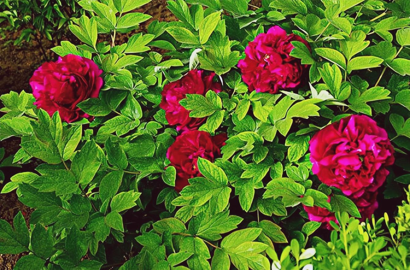 18 poems about peony flowers stunning and enchanting, like a