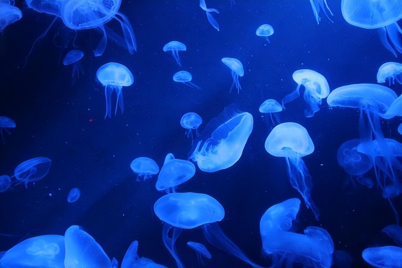 This animal can live forever, what magical code does it leave for human