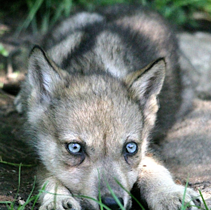 In 1900, the old man rescued the injured wolf cub and took good care of ...