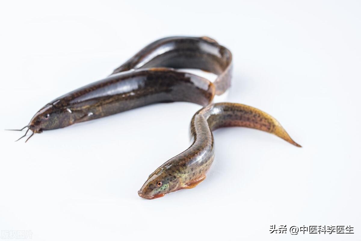 經常吃「泥鰍」或能收穫5個好處,但這些人不能吃,要管住嘴 - 頭條匯