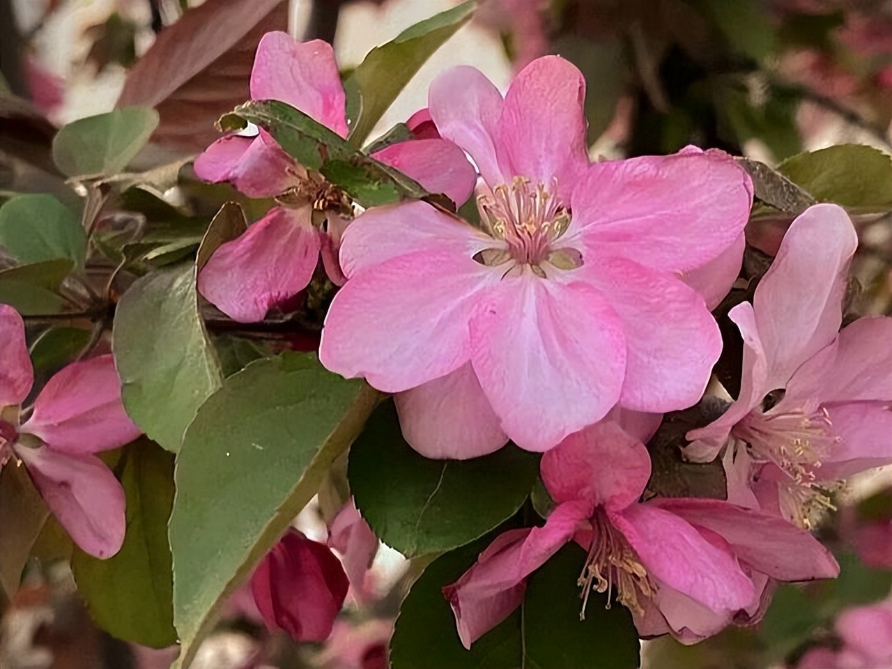 7 Most Beautiful Begonia Poems iNEWS