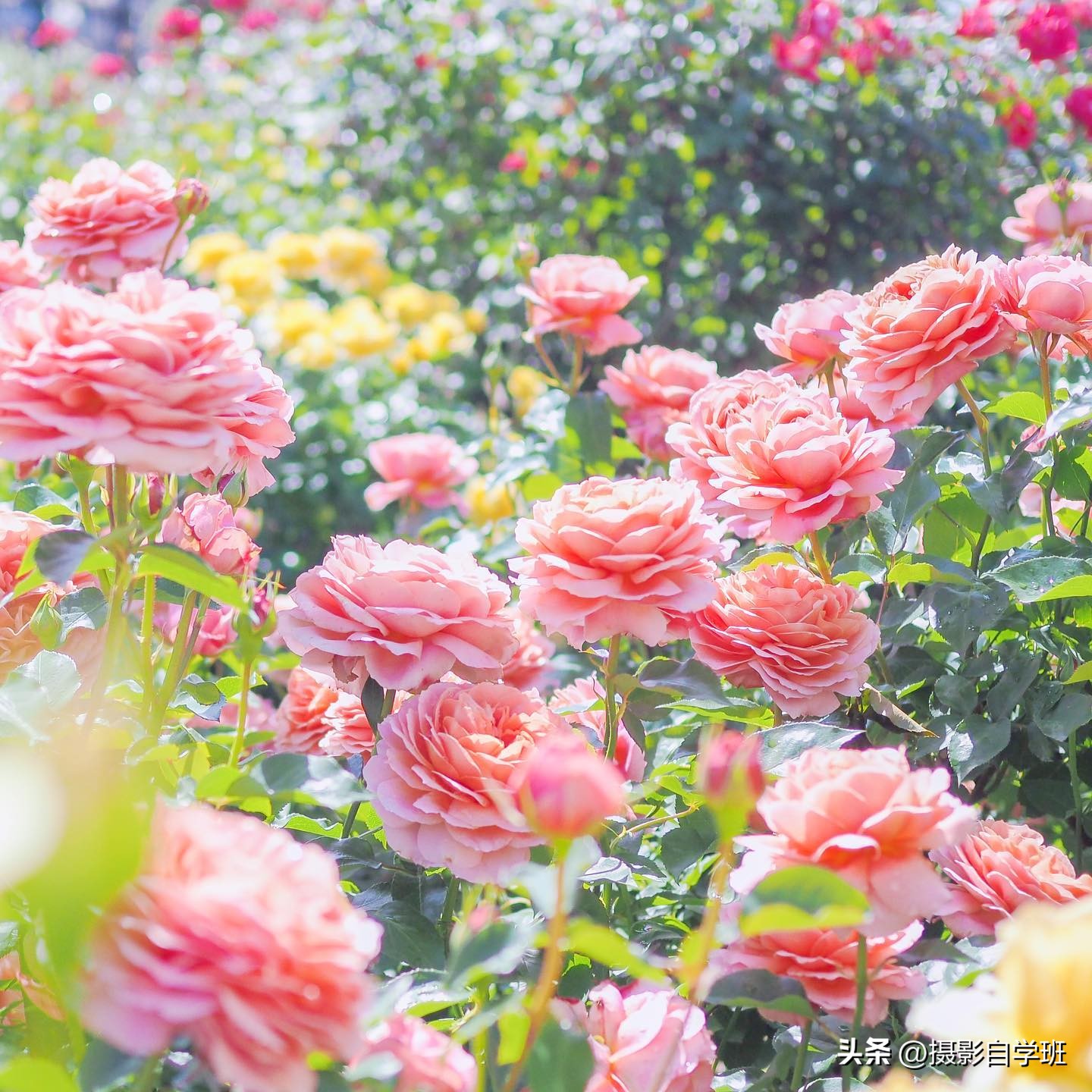 Rose flowers bloom, do you know how to take good photos of rose flowers, come and learn these 6