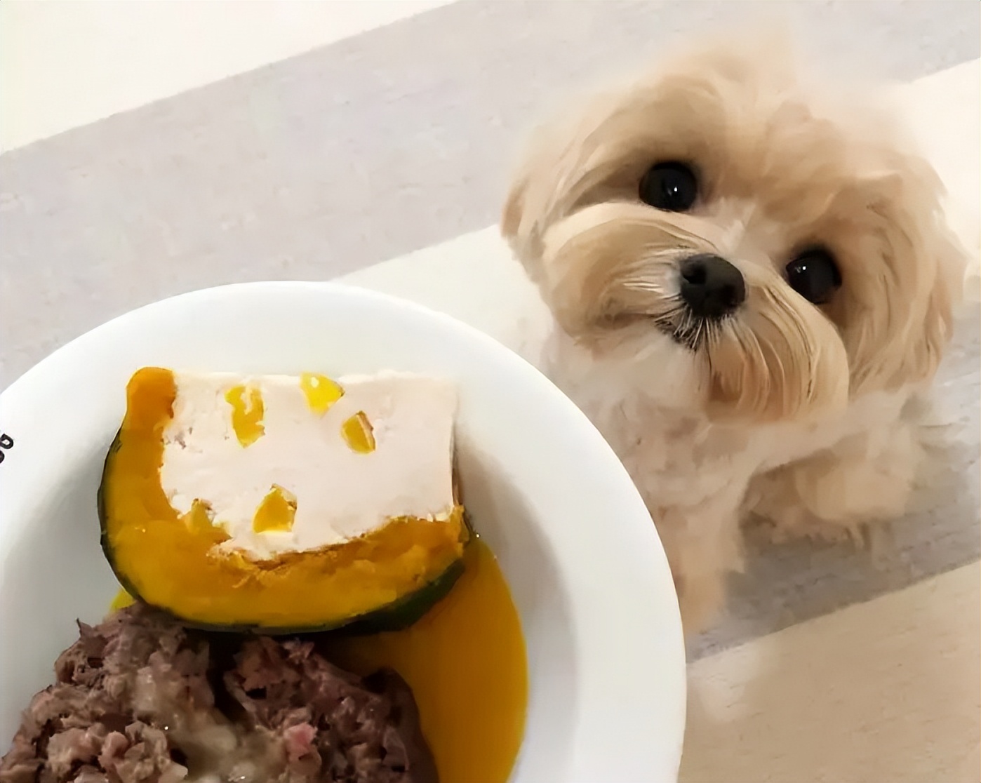 If a dog is dependent on its owner, there will be these 8 behaviors