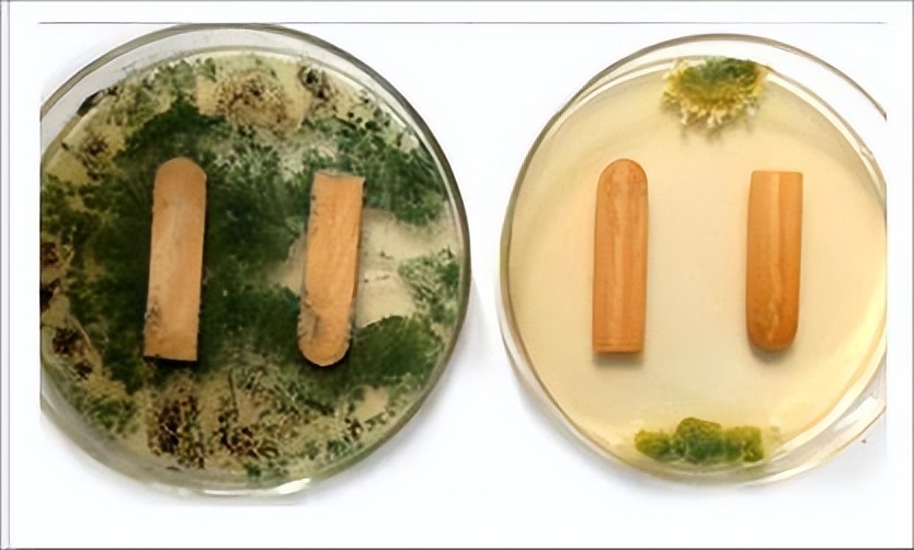 What is the difference between antifungal agents and antibacterial