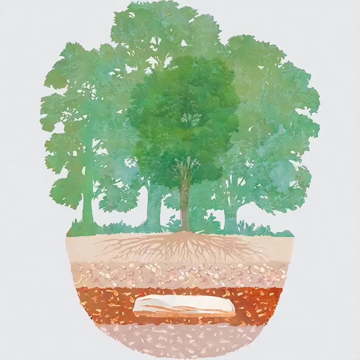 The new model of "tree burial" turning the funeral business into a