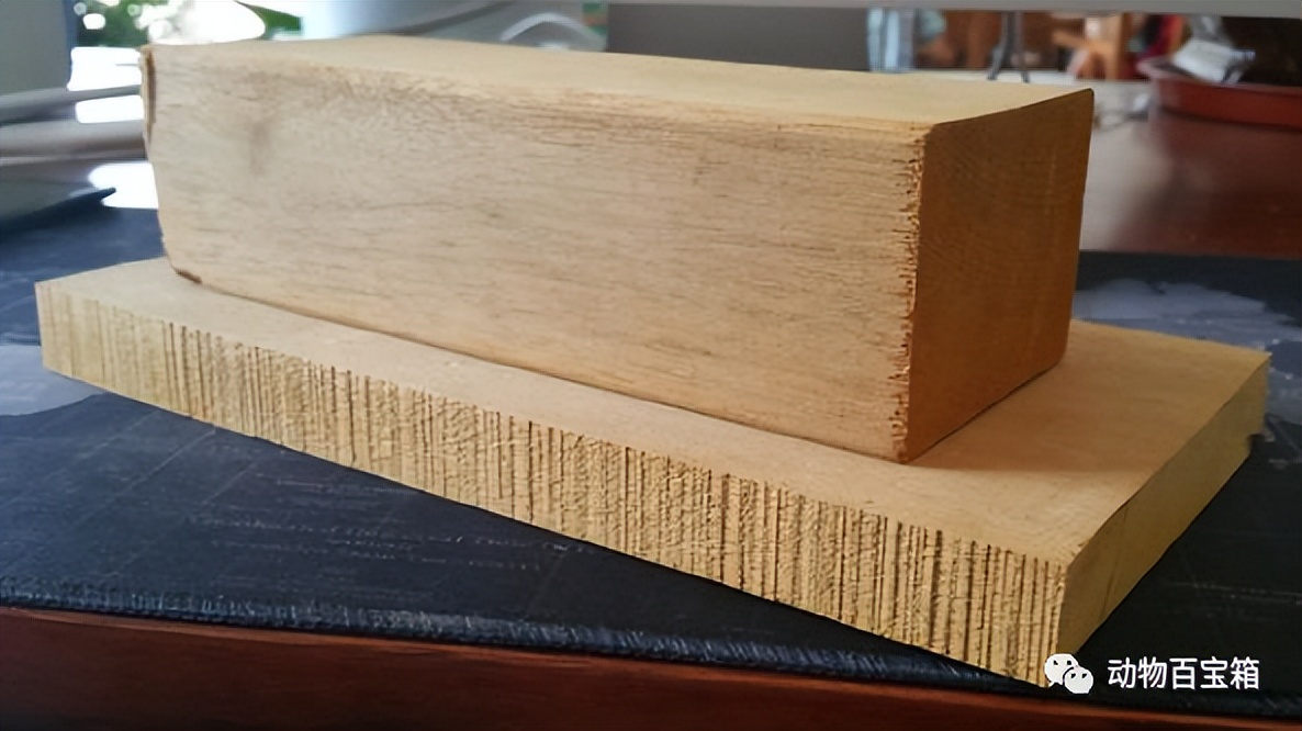 The lightest wood in the world, a woman can easily carry it, its mass