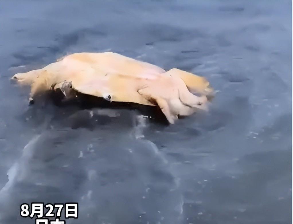 Nuclear Infested Turtle The United States is beginning to be afraid. Sea turtle corpses appear ...