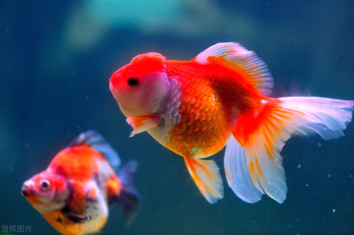 Gallery Detail: Goldfish Feeding Schedule