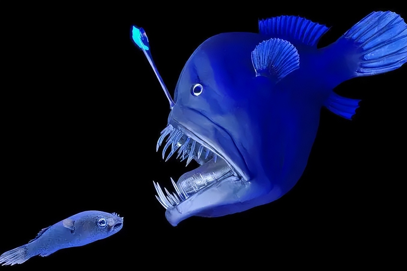 燈籠魚:深海明珠的神秘使者 - 頭條匯