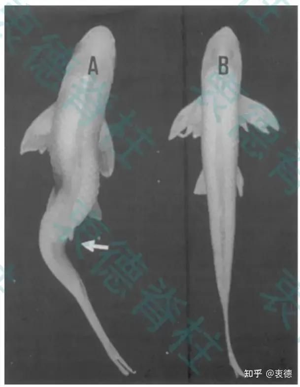 Do animals also have scoliosis? - iNEWS