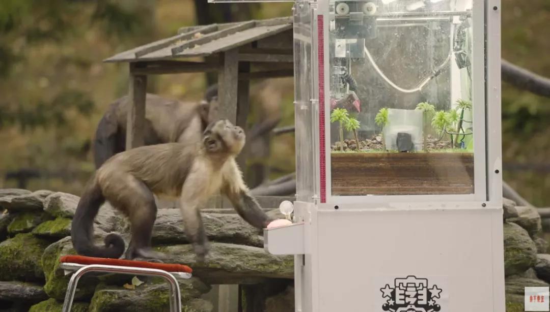 Humans are trying to teach monkeys to play a claw machine - iNEWS