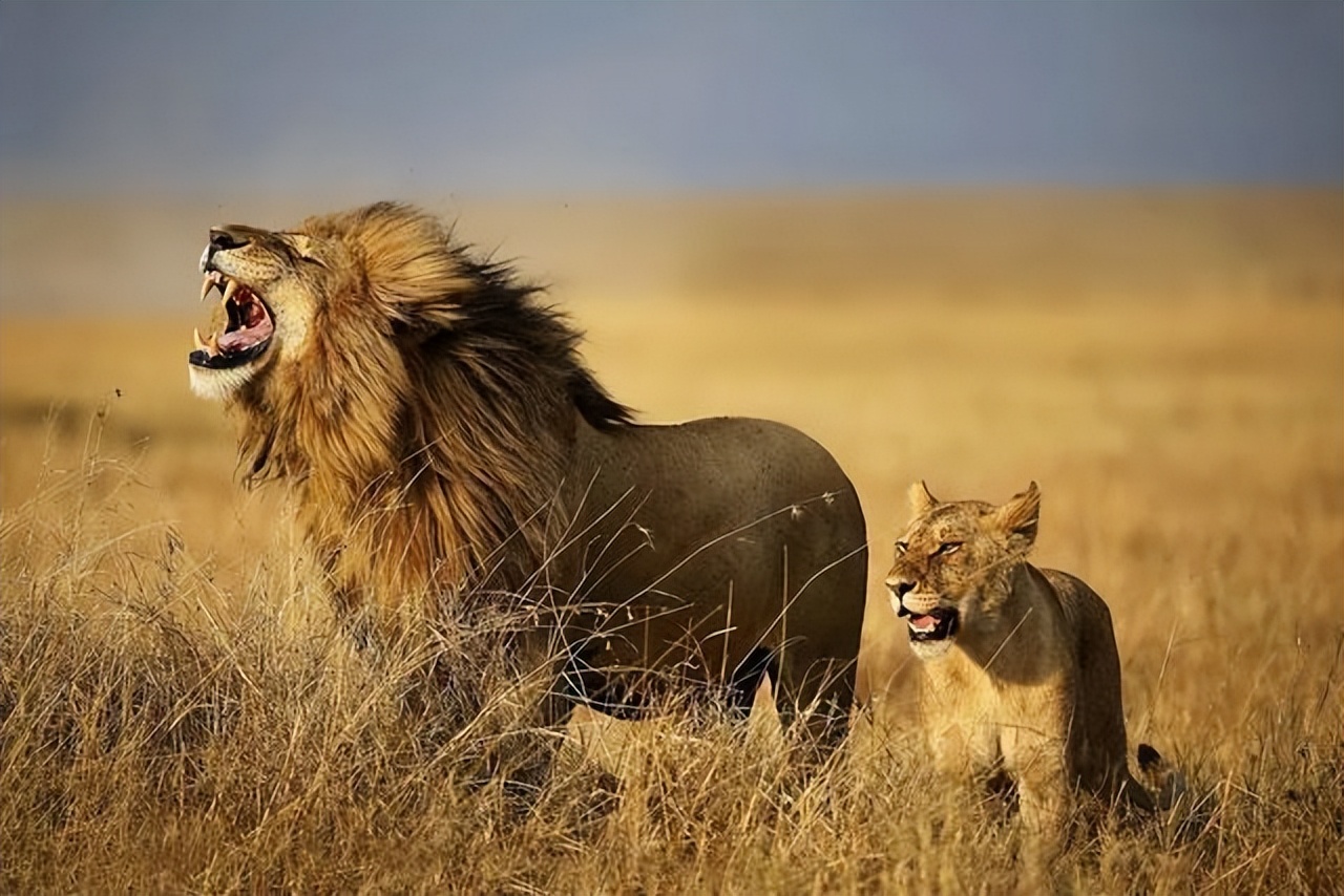 Why do lions choose to live on grasslands? iNEWS