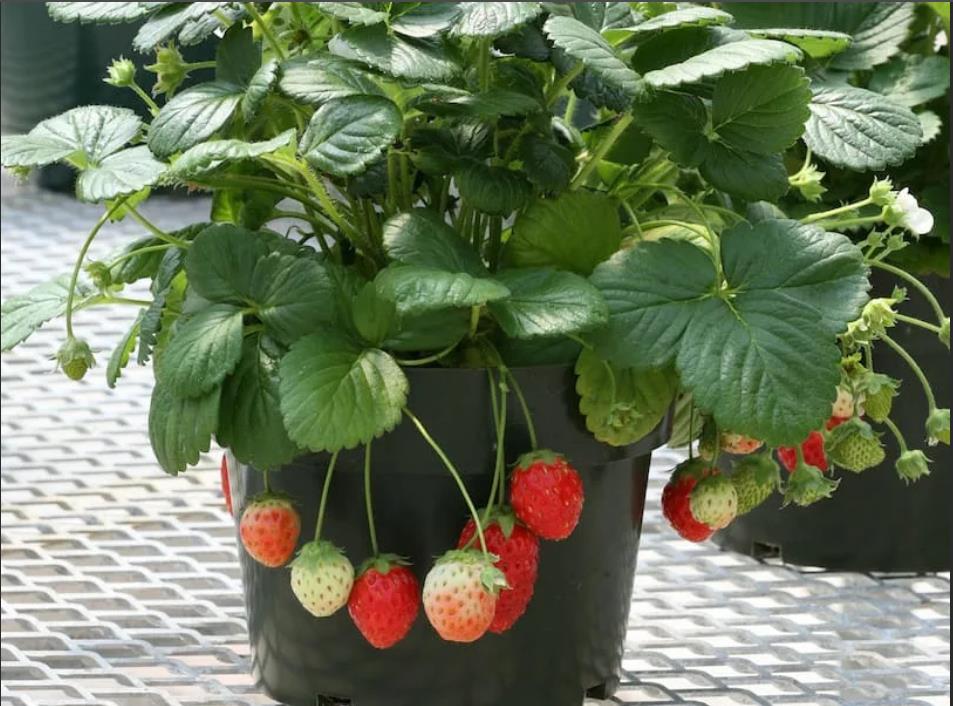 Tips for Growing Strawberries in Balcony Pots iNEWS