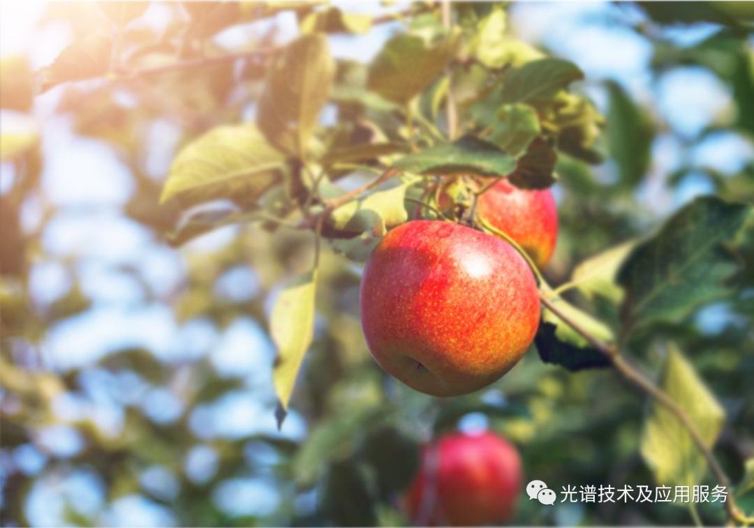 Hyperspectral prediction of total potassium content in red Fuji apple