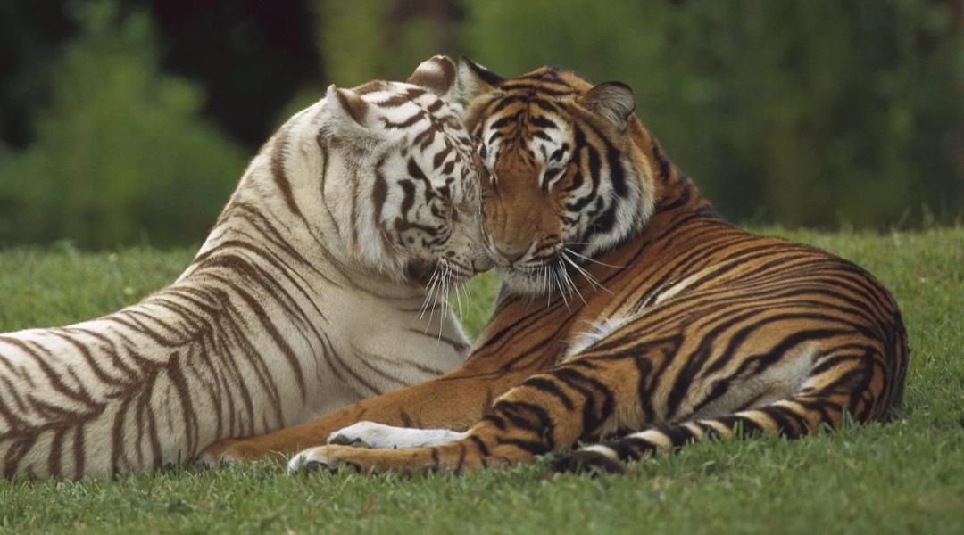 Why do tigers get into a fight when they mate?I feel so sorry for the