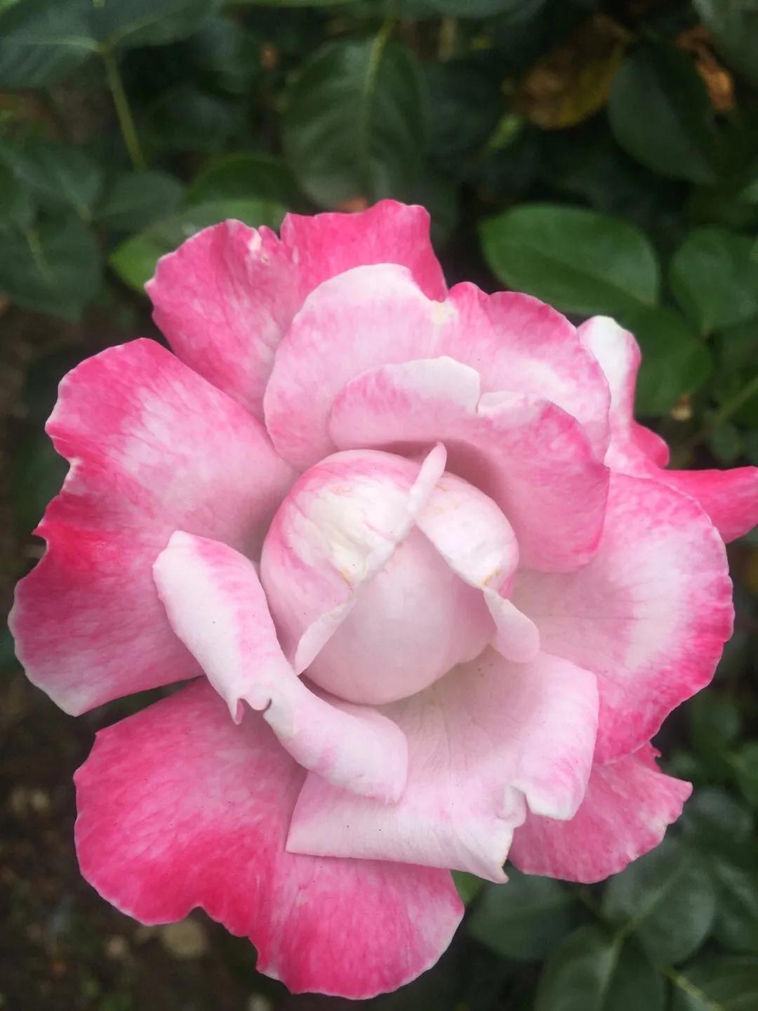 Colorful and endless rose flowers - iNEWS
