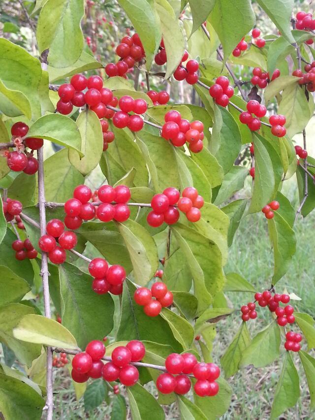 金银木 开花芳香 金银相映 秋果亮艳 是花果俱佳的观赏花木 资讯咖