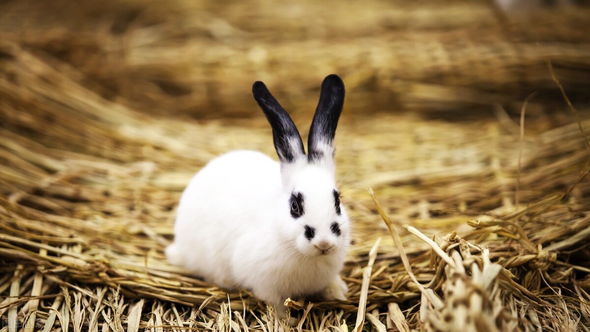 Do rabbits lose their appetite when they have a cold? iNEWS