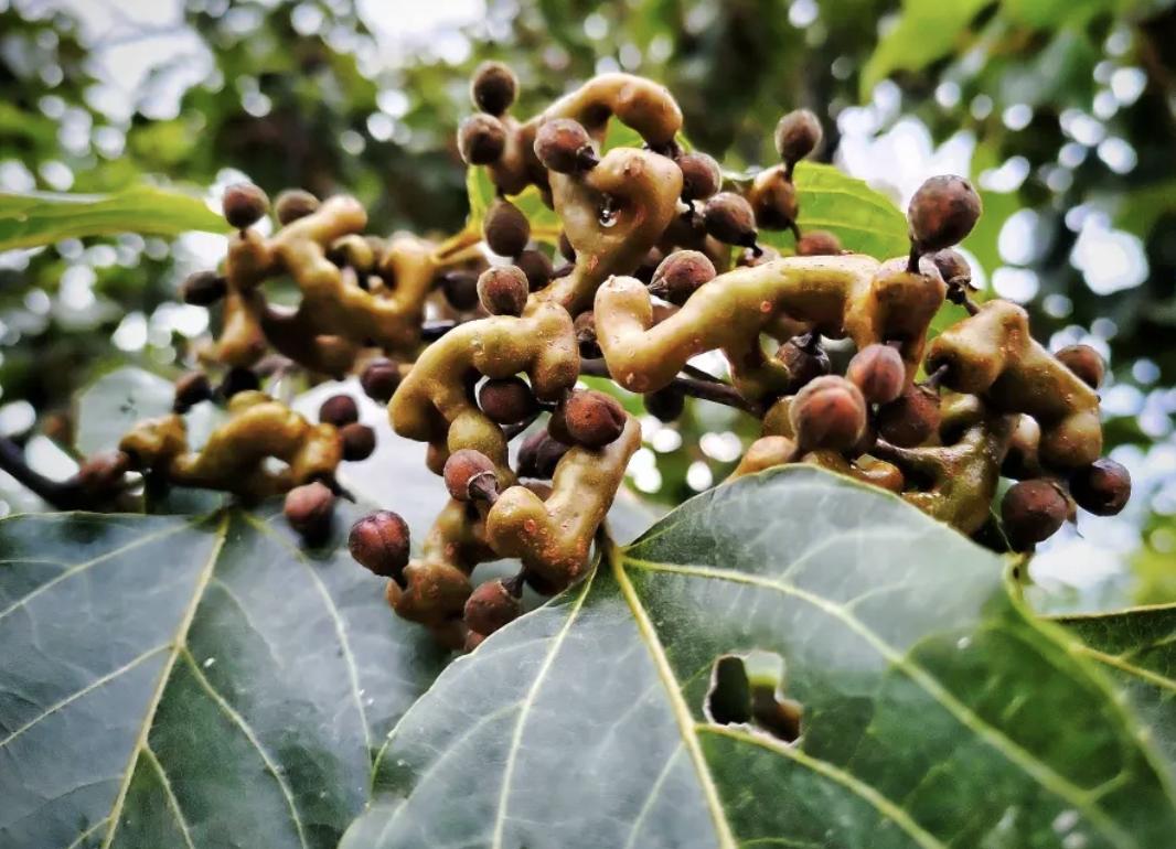 It grows by the stream and is called "Wanzi Pear". It was once