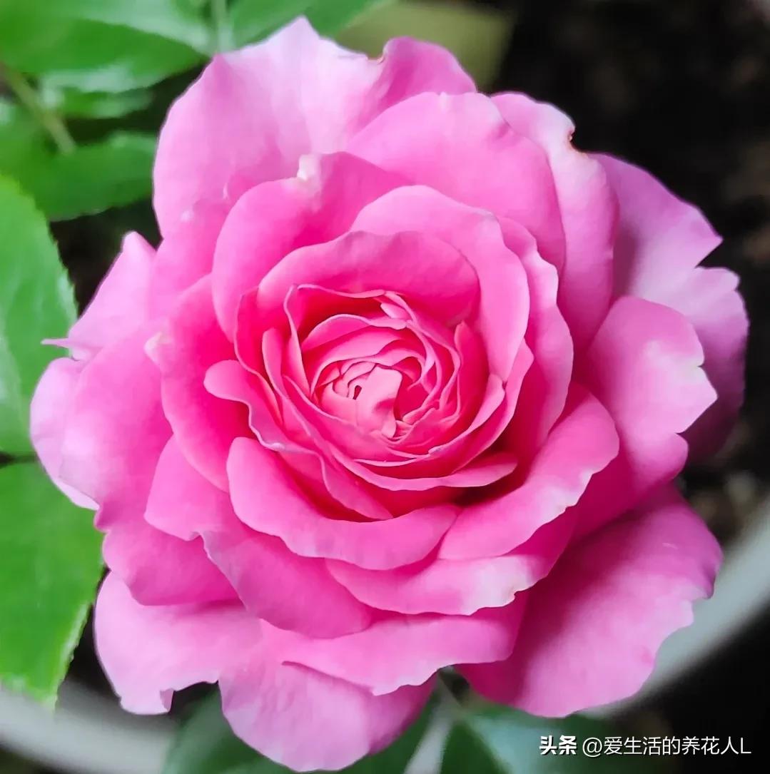 Share pictures, beautiful and moving rose flowers, blooming brilliantly ...