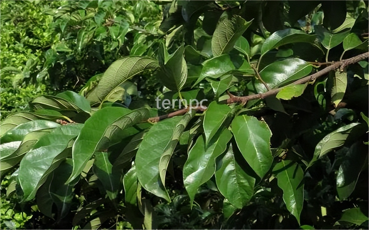 Valuable Tree Species Osmanthus glabra iNEWS