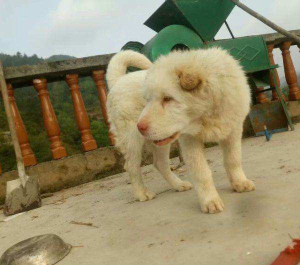 最不起眼 的5种狗 却因名字被吸引 资讯咖