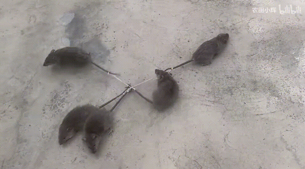 Why Are Humans Obsessed With Watching 