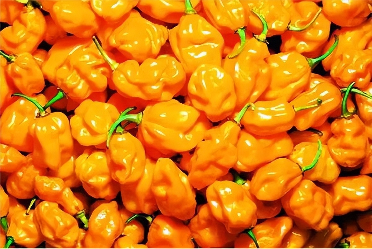 Chinese Pepper Spiciness Ranking, The Most Spiciest Is It, 1 Gram Of 