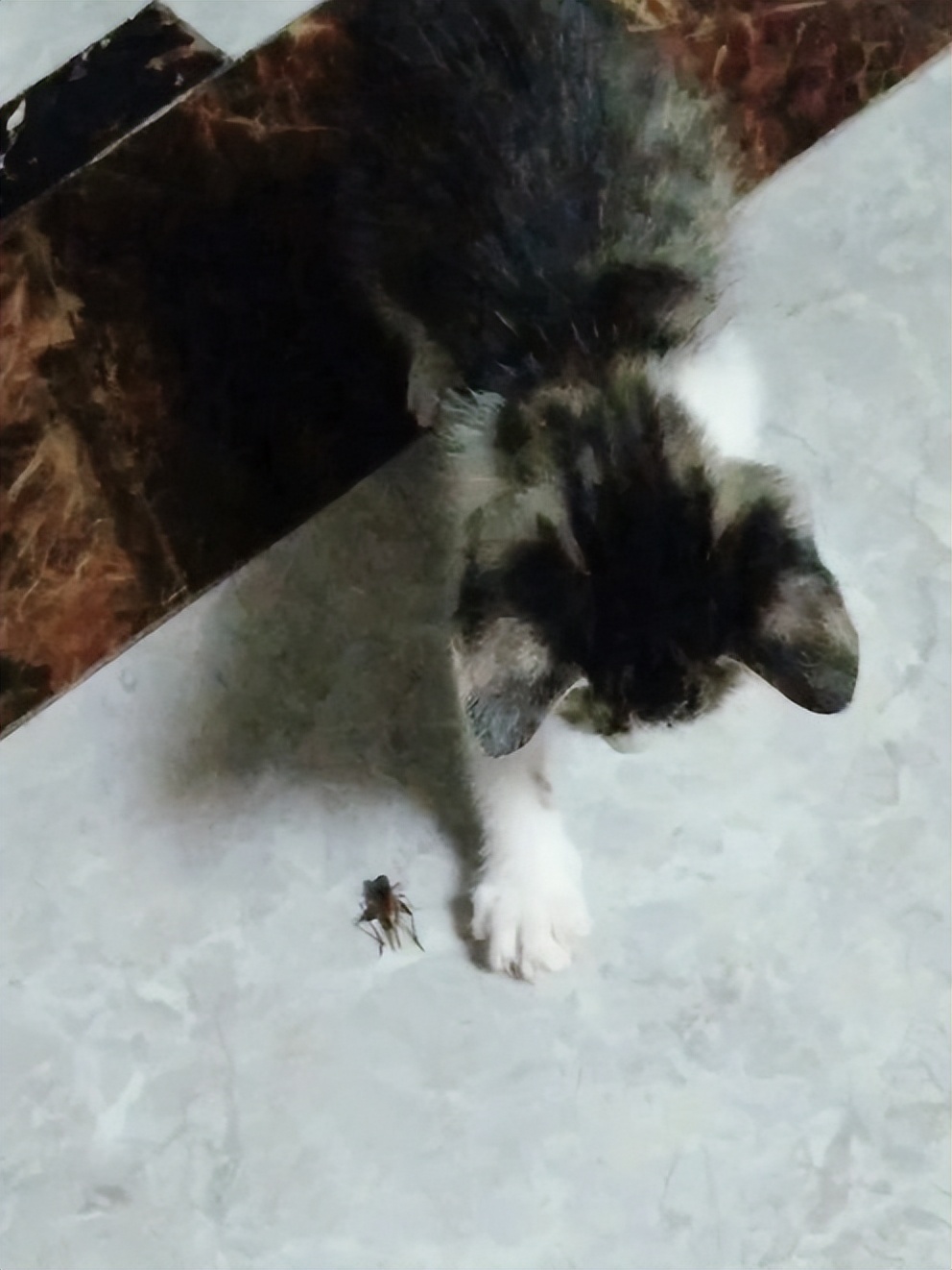 Do cats get parasites if they eat crickets? reveal the truth iNEWS