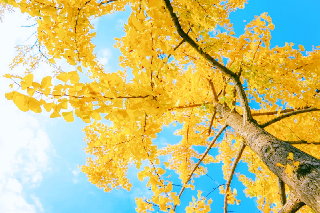 the-hardest-tree-in-the-world-which-can-be-made-into-aerospace