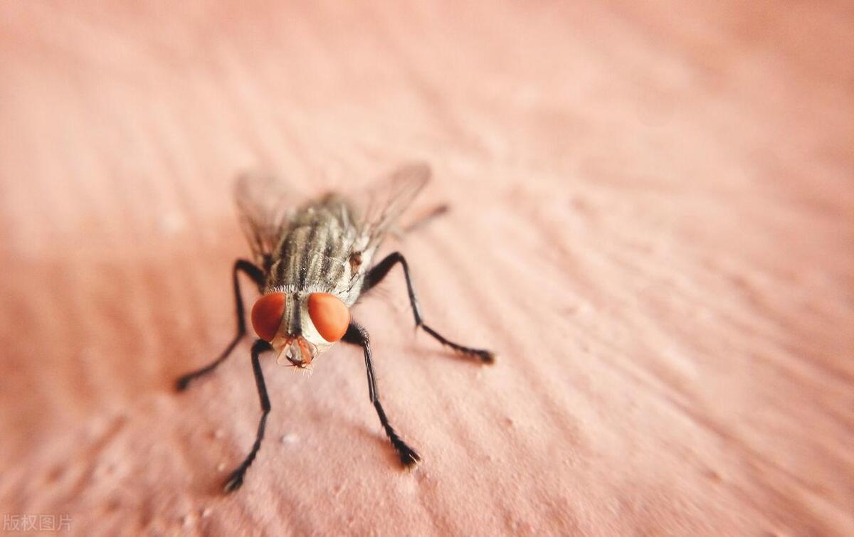 How far can flies smell? Why do flies have such a sensitive sense of smell? iMedia