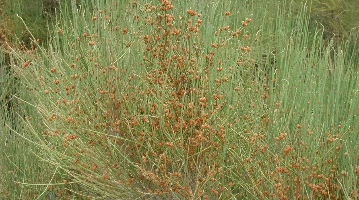 Take You To Identify Ephedra INEWS   A85266e87c554b73a9ef20f2f580e9cb 