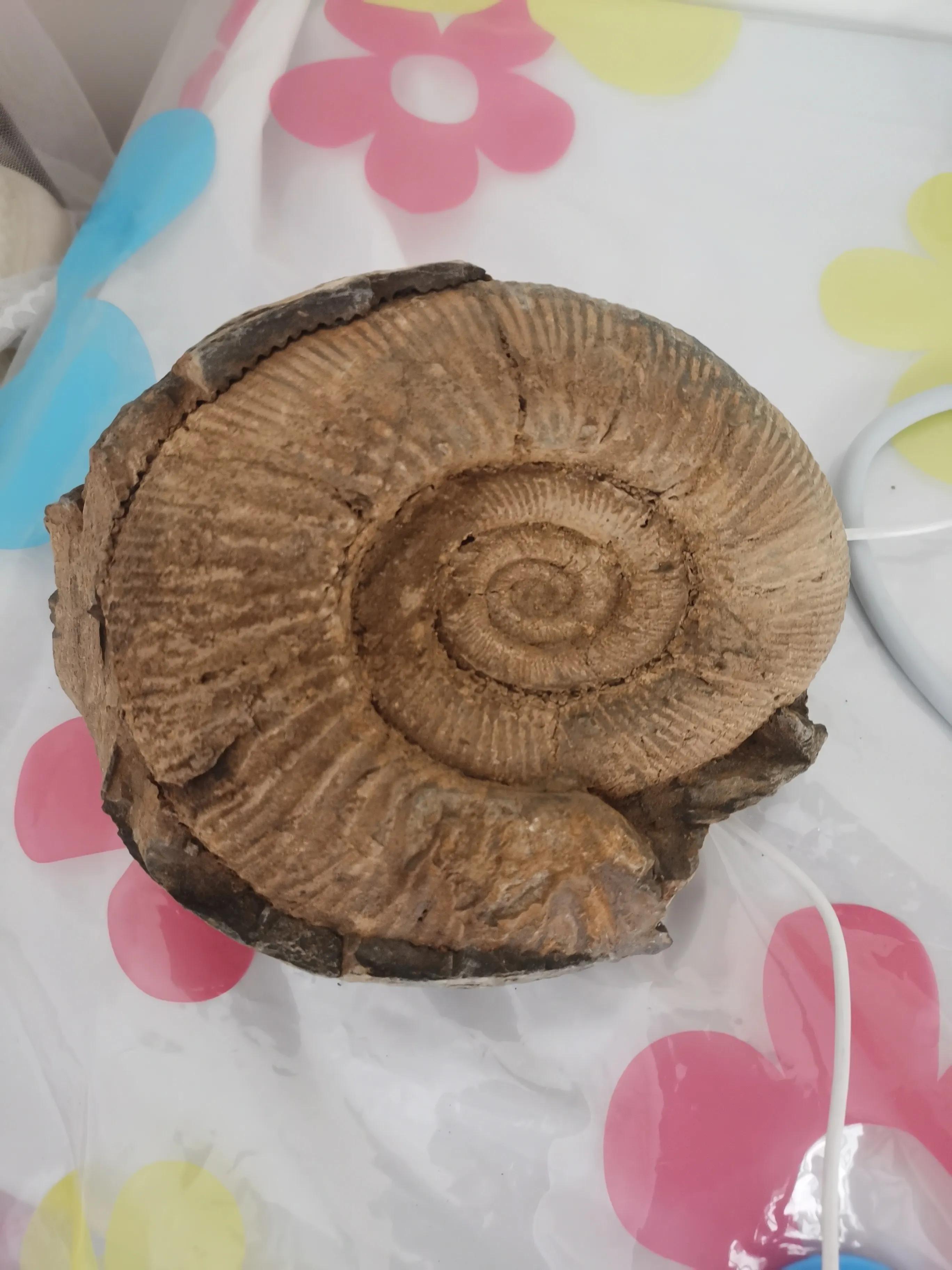 Ammonite Fossils Sea World Fossils From Mount Everest iNEWS
