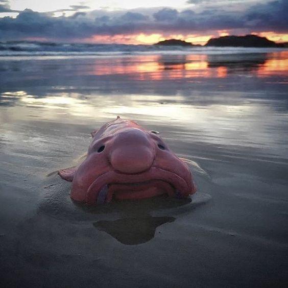 How blobfish (world's ugliest animal) normally look like underwater  before lifting them to the surface causing their tissues to explode.  Blobfish are in danger of extinction. - 9GAG