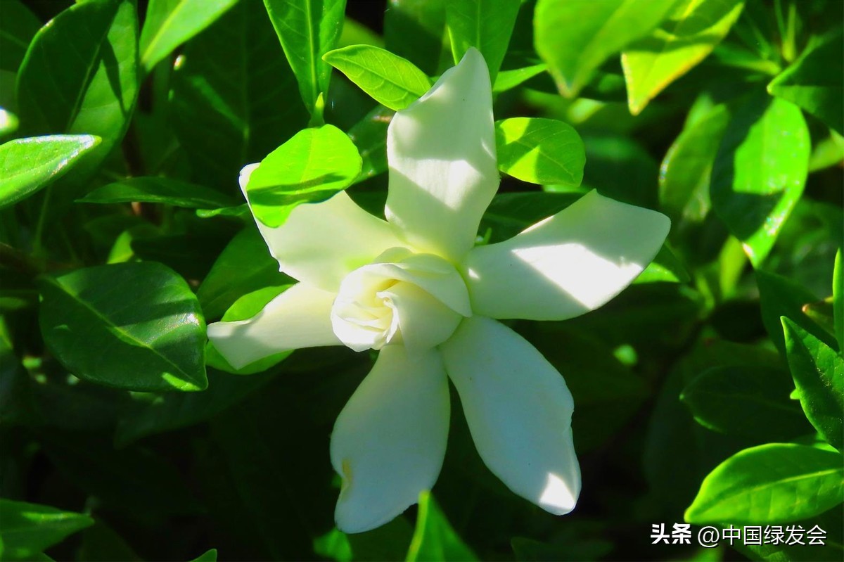 白蟾：花色皎白如月光 | 綠會保護地科普 - 資訊咖