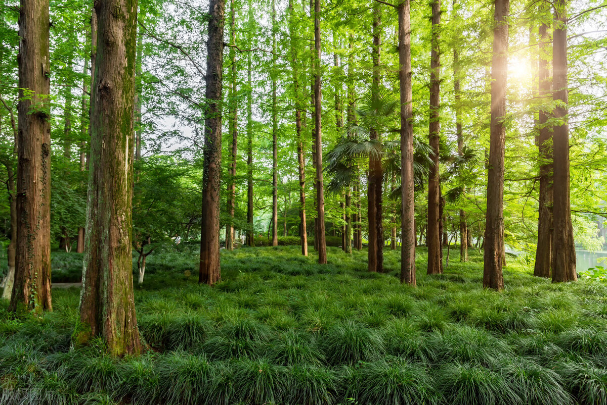 Simple and primitive mother forest (1) - iNEWS
