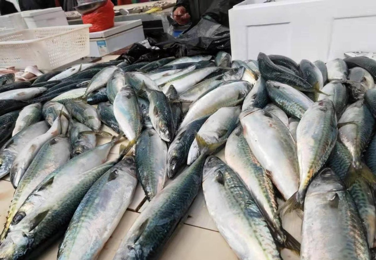 When buying mackerel, it is necessary to distinguish between "pan