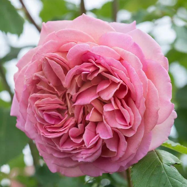 Advantages and disadvantages of Austin rose iMedia