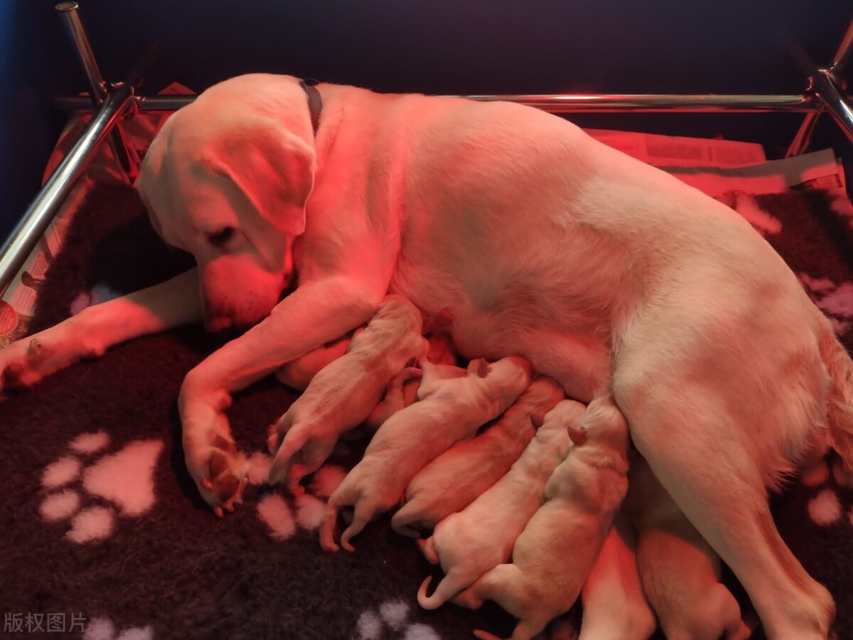 The mother dog gave birth to 4 puppies, and she gave the puppies to a ...
