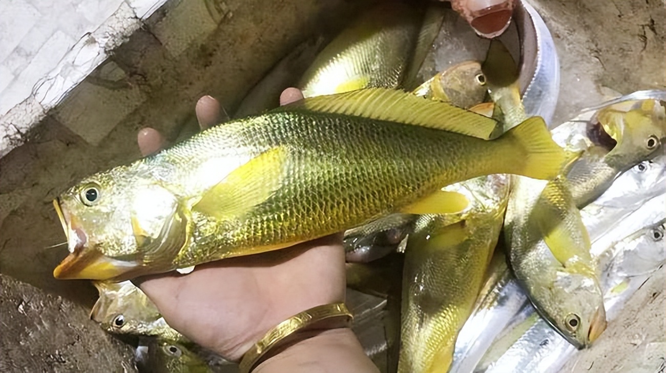 Dead Croaker What is the difference between small yellow croaker and large yellow ...