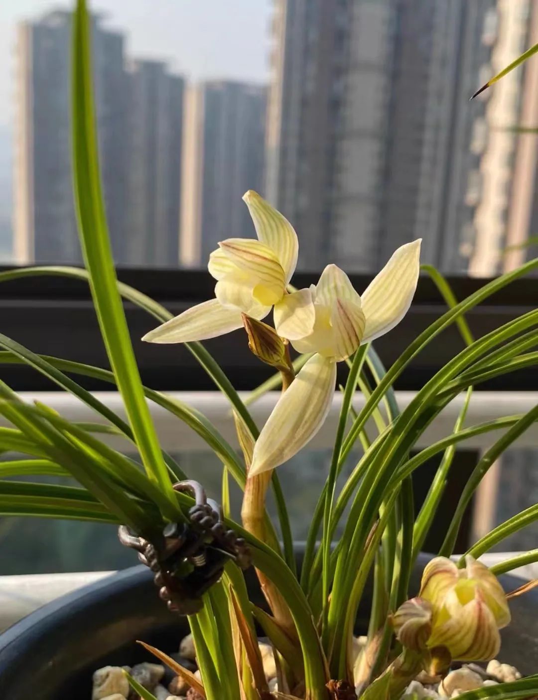 Accurately grasping the flowering temperature requirements of various types of orchids is one of