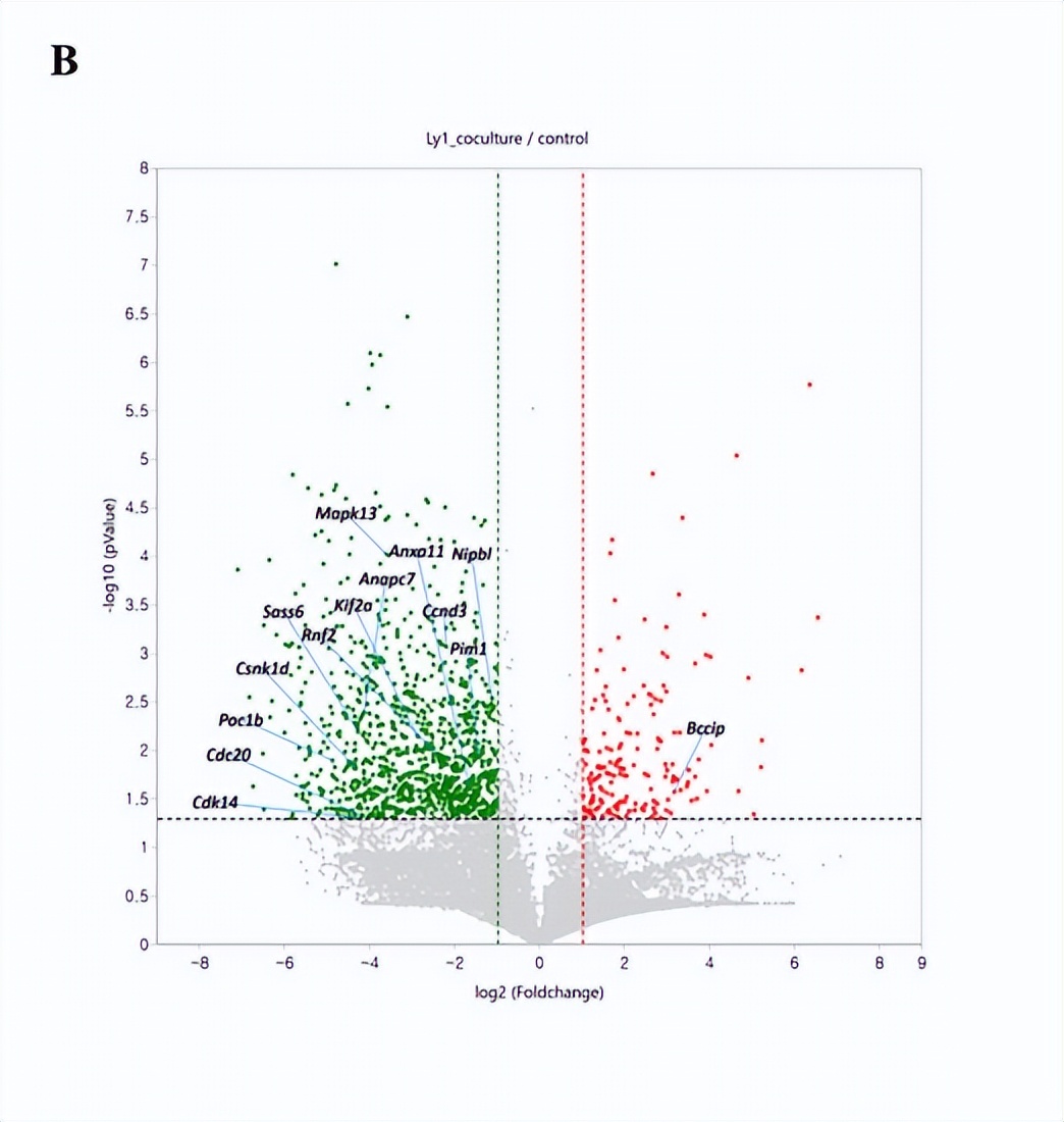 Transcriptomic analysis of neutrophil apoptosis induced by large B-cell lymphoma