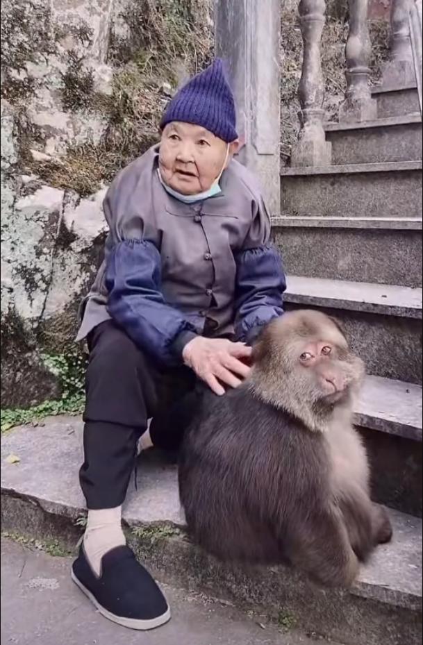 The only outlier among the Emei monkeys? The one-armed monkey adopted ...