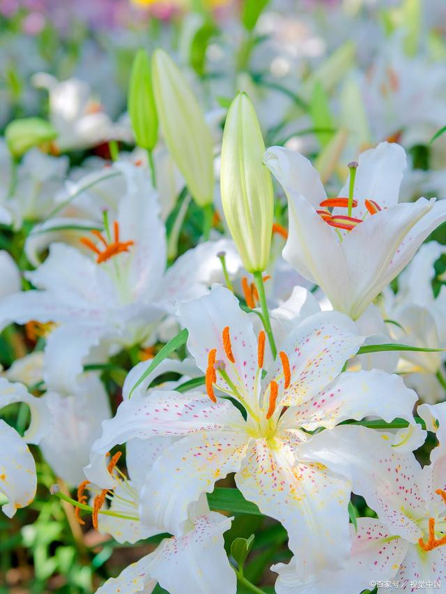 Do you know the secret of lilies blooming?Lily care methods and precautions iNEWS