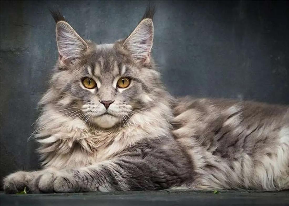 Less Meow The Maine Coon's meow is like a bird's cry, and it is chirping. It ...