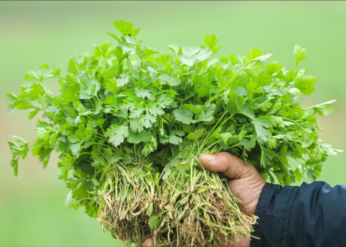 Did coriander symbolize something in ancient times? iNEWS